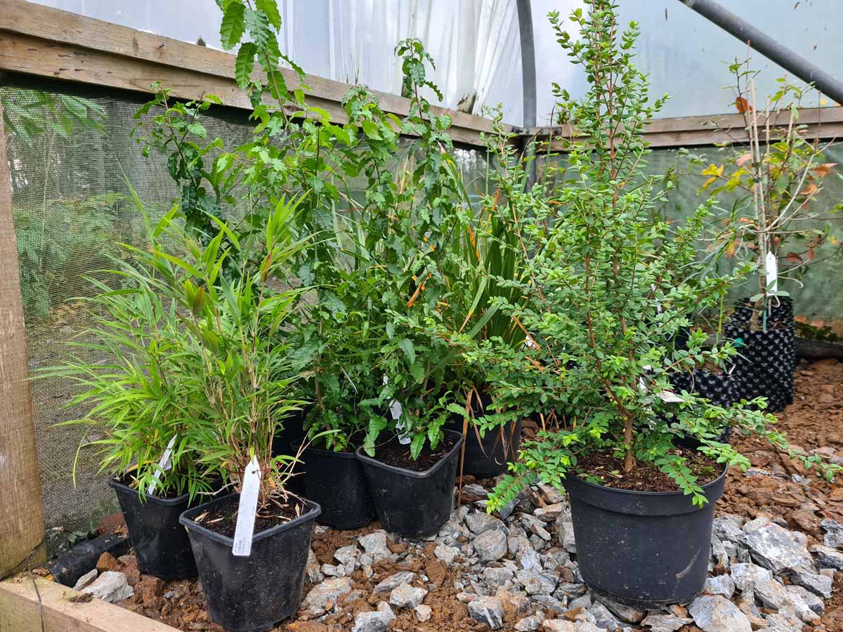 Young conifers in our nursery