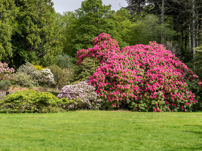 Rhododendrons in May