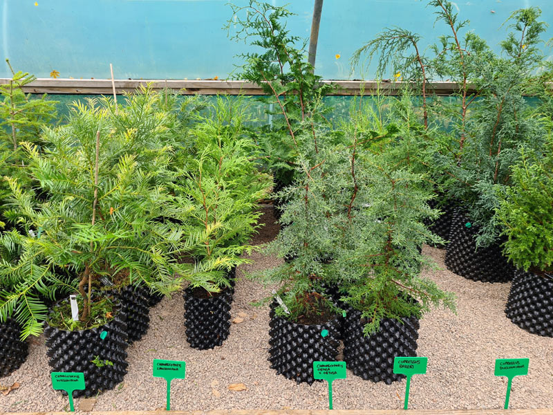 Young conifers in our nursery