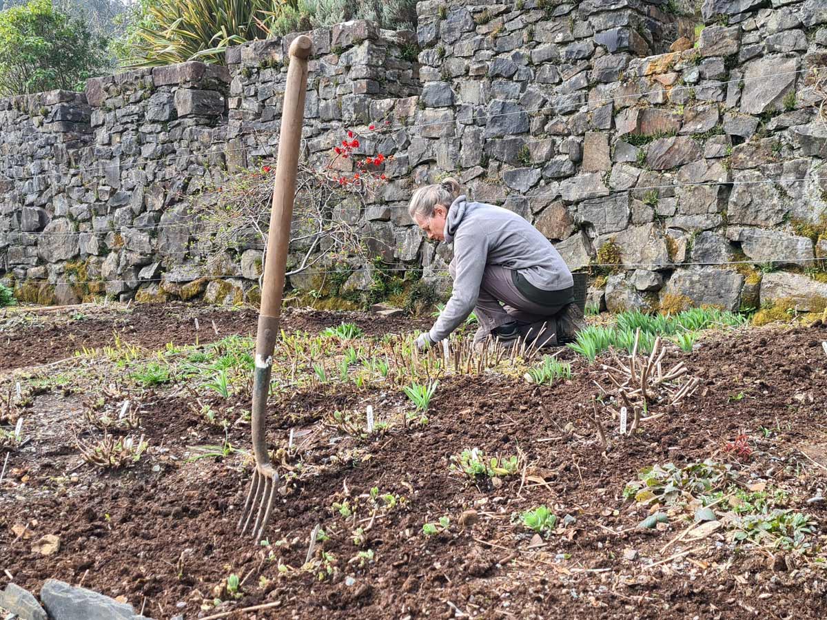 Planting the herbaceous border